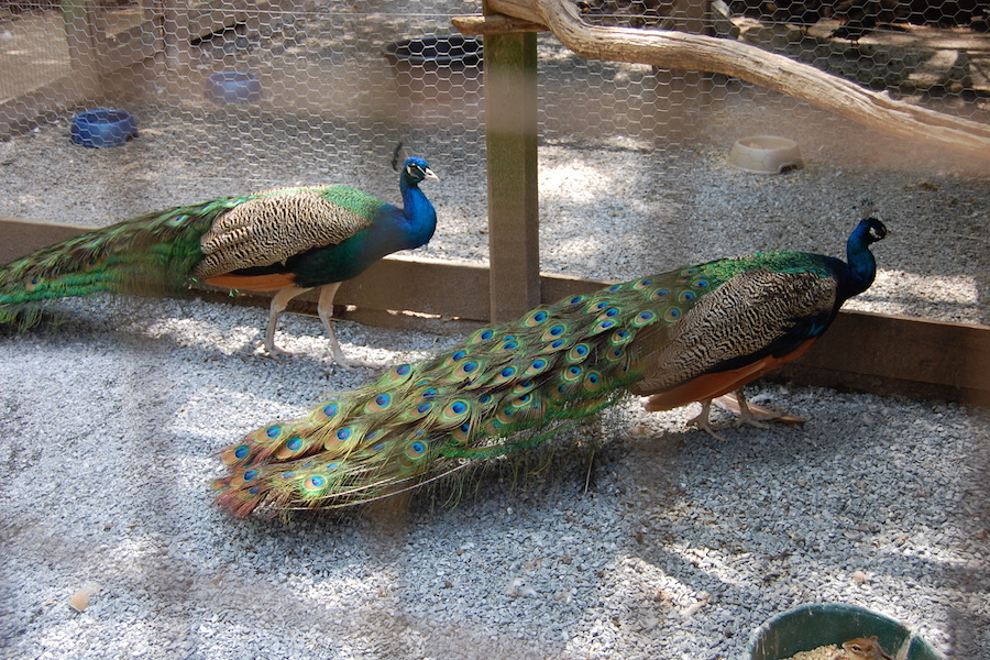 Photo of peacocks by Sandy Long.