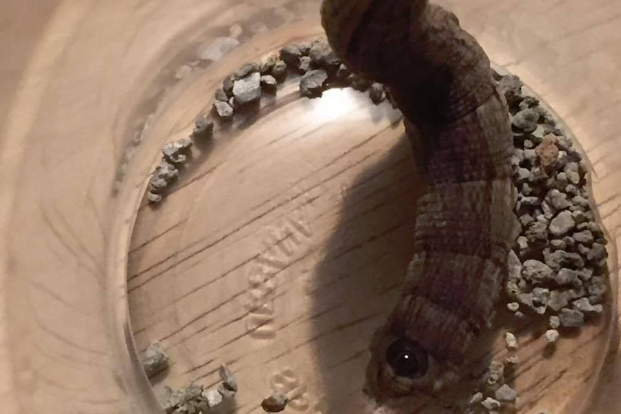 Photo of an abbott's sphinx caterpillar.