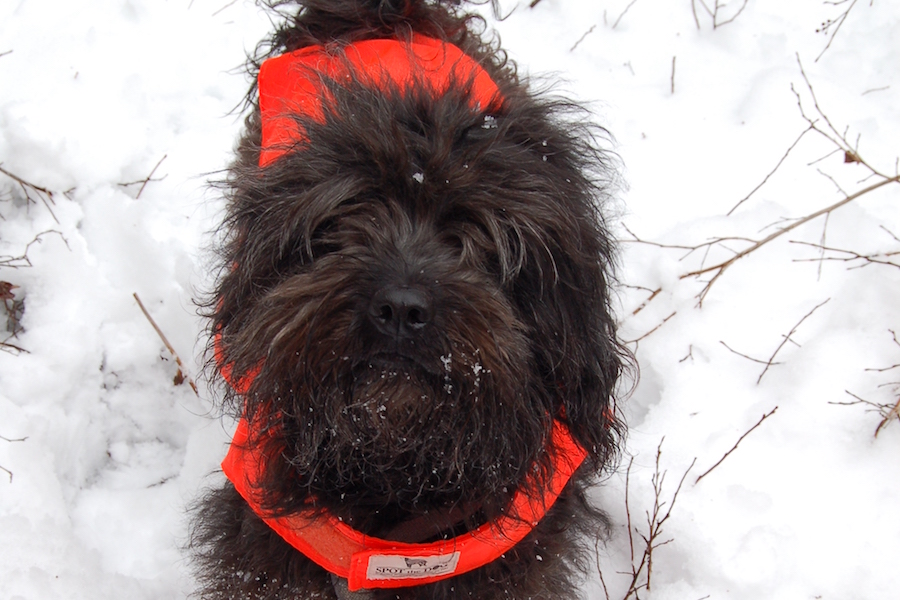 Photo of a cute fuzzy dog in winter.