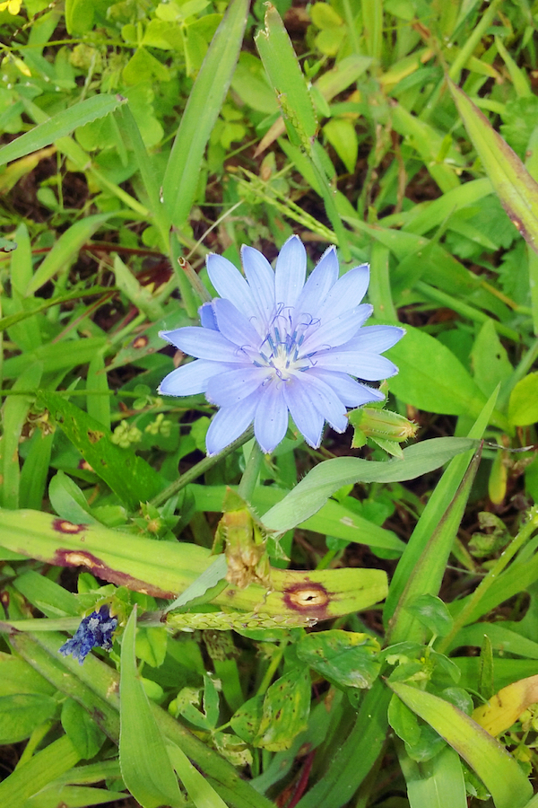 Photo of a chicory flower by Sara Dimmick.